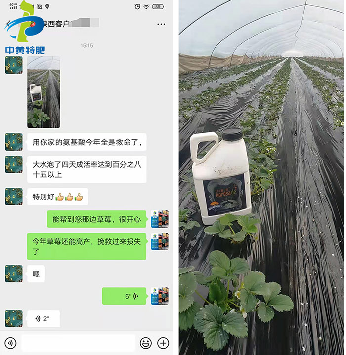科賽德氨基酸水溶肥使用效果反饋 科賽德氨基酸水溶肥使用效果反饋